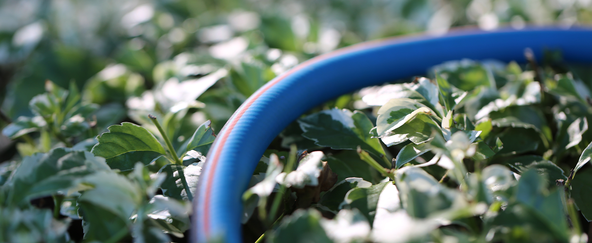 Garden hose